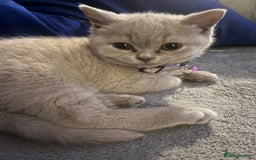 British Shorthair cats for sale: Beautiful  lilac and blue kittens 2 boys 1 girl - Image 21