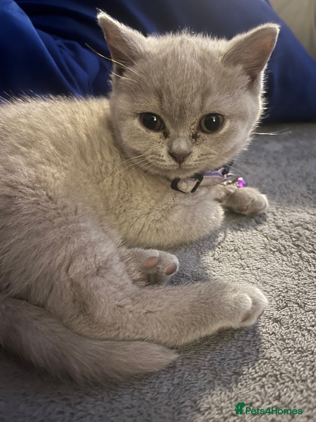 British Shorthair cats for sale: Beautiful  lilac and blue kittens 2 boys 1 girl - Image 21