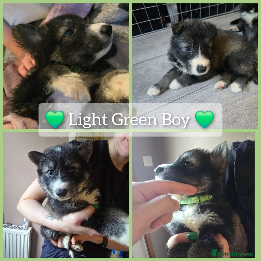 Mixed Breed dogs for sale: German Shepherd x Husky/Collie - Image 7