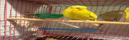 Budgerigars birds for sale: Baby Budgies’s for sale  - Advert 7