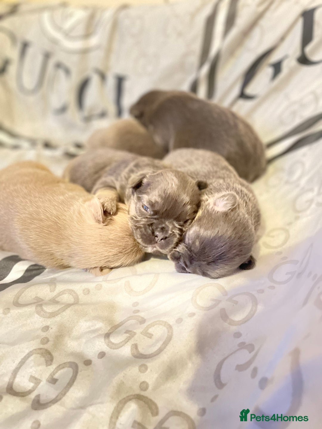 French Bulldog dogs for sale: 🩷🐶🐾6 Adorable fluffy French bulldogs 🩷🐶🐾 - Advert 10