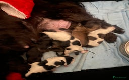 Shih Tzu dogs for sale: Shih tzus puppy for sale - Image 16