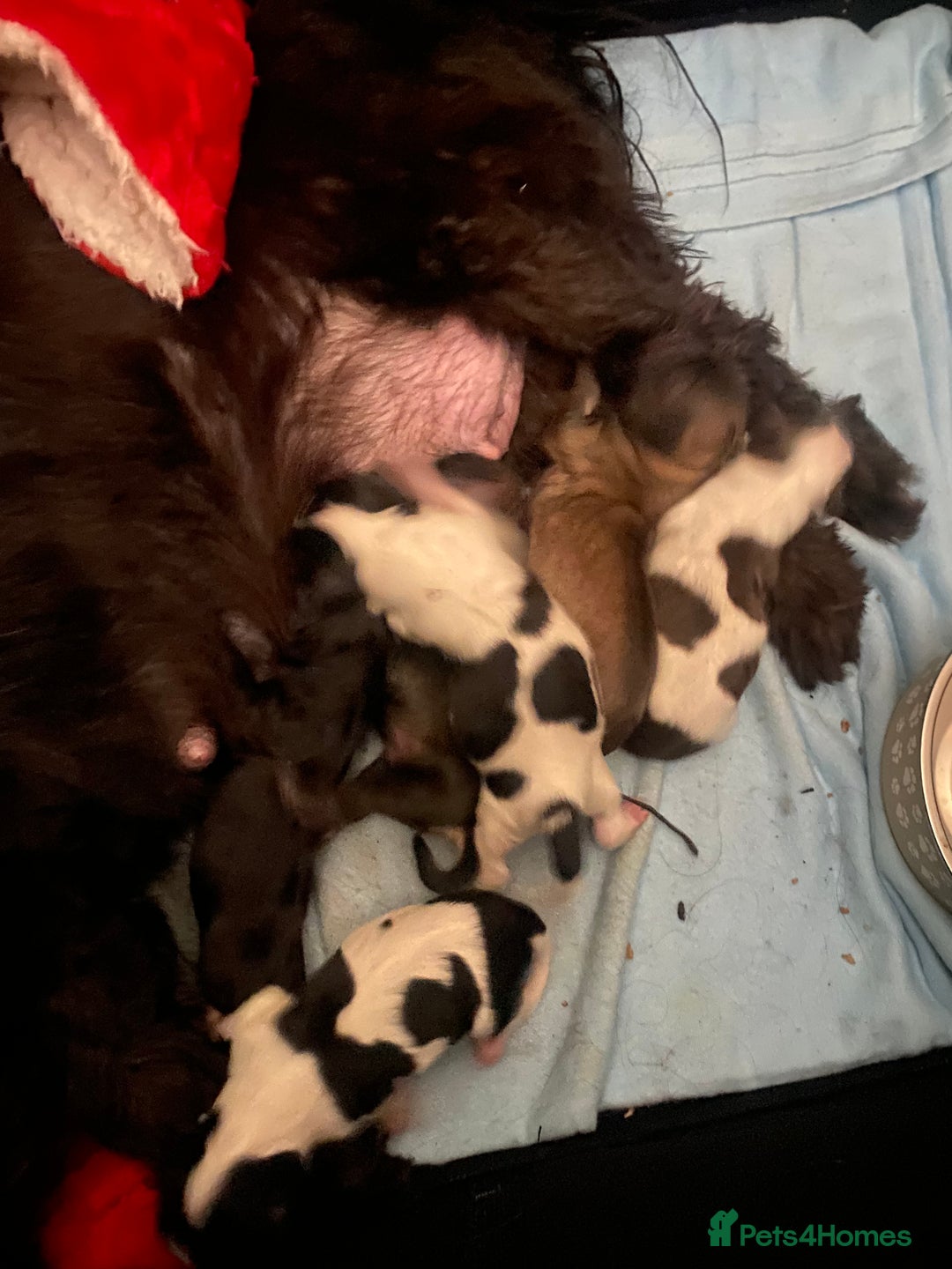 Shih Tzu dogs for sale: Shih tzus puppy for sale - Image 16