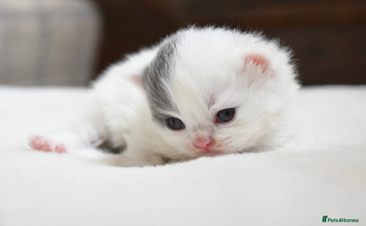 British Shorthair cats - Advert 4