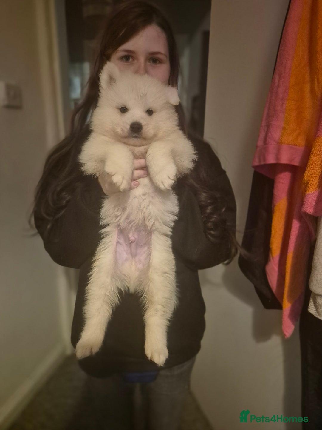 Samoyed dogs for sale: Samoyed puppies - can leave anytime from 23rd  - Advert 22