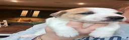 Jack Russell dogs for sale: Jack Russell  - Advert 7