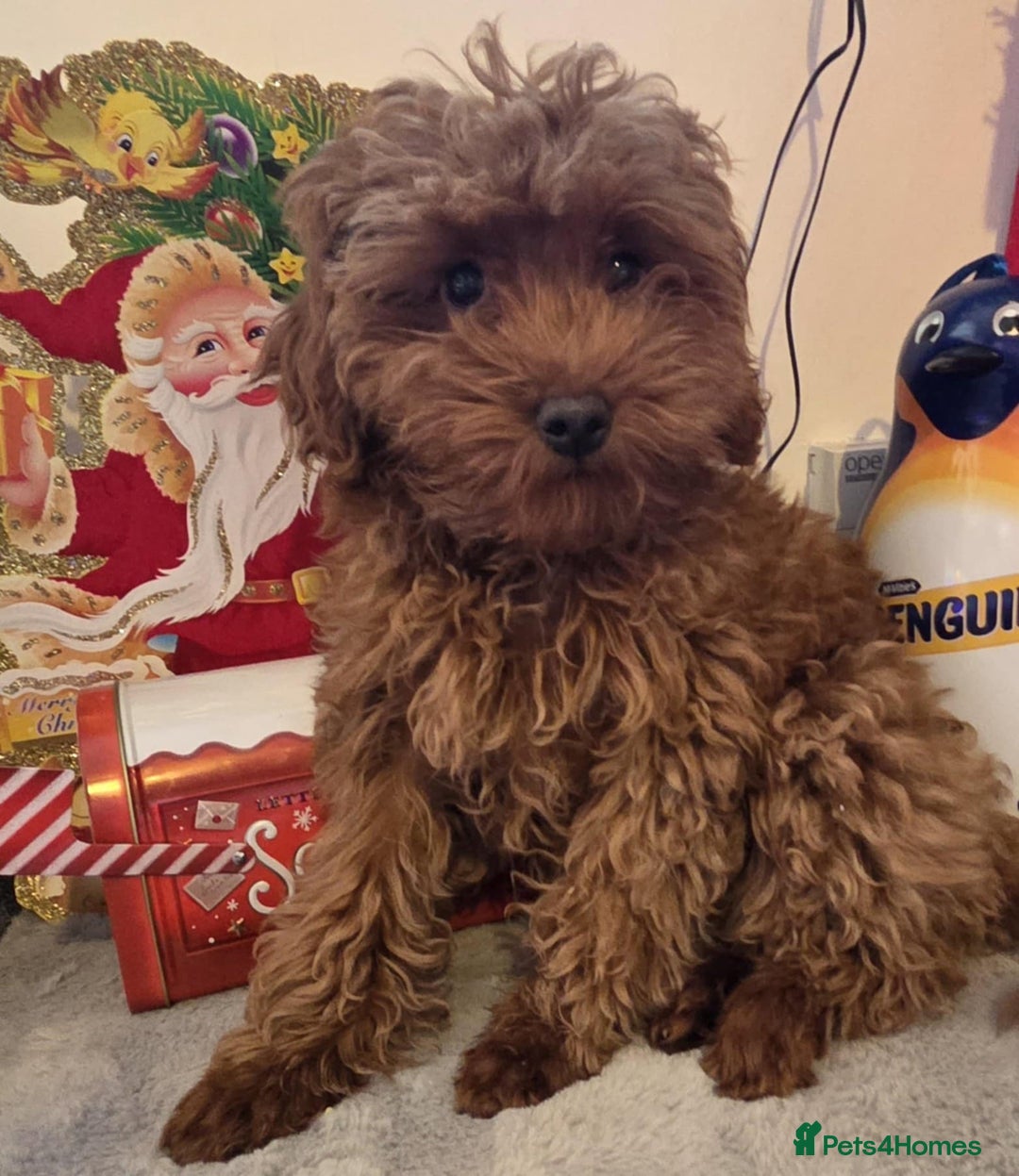 Maltipoo dogs for sale: red toy maltipoos, only 1 little boys left. - Advert 7