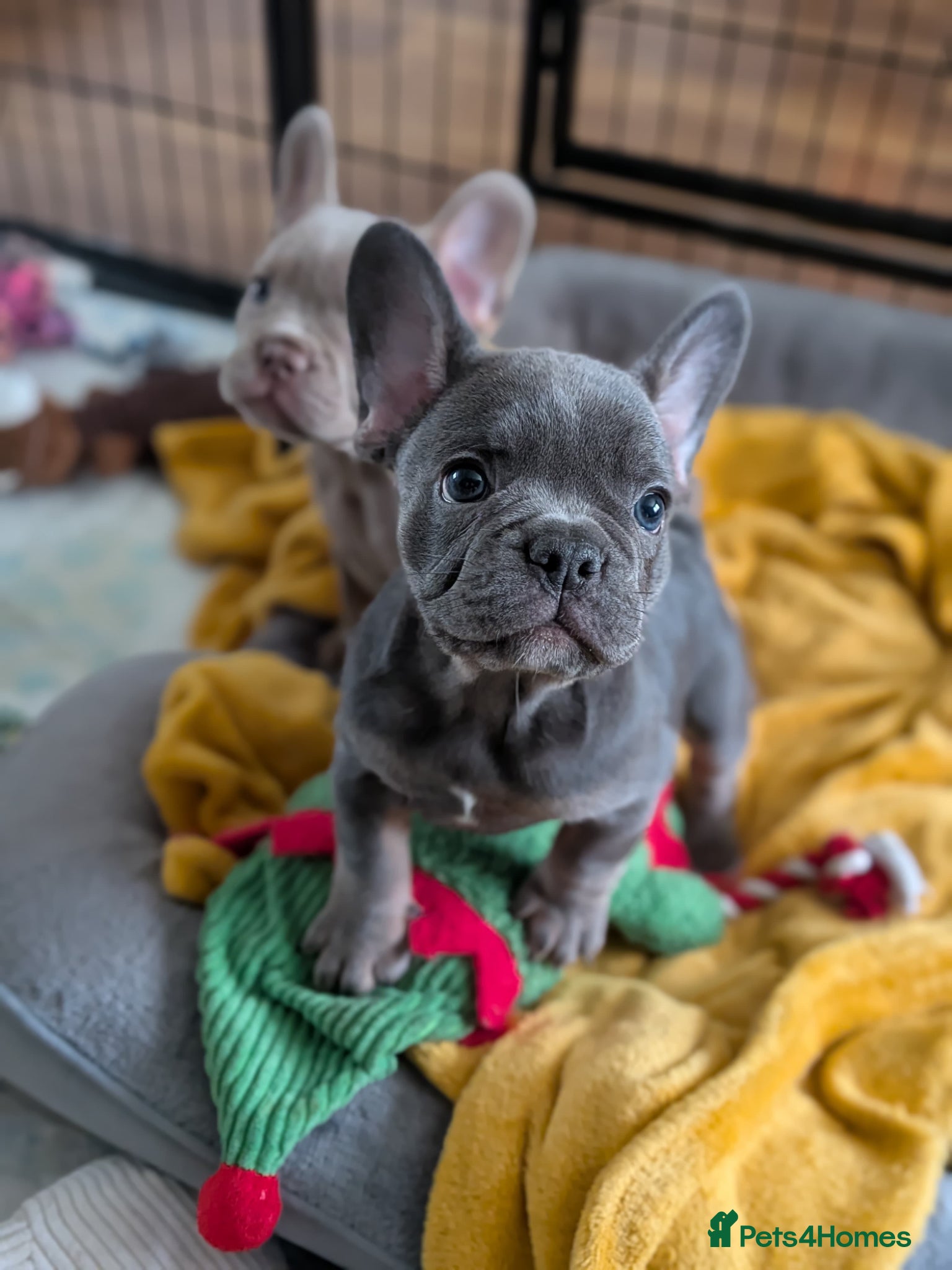 French Bulldog dogs Frenchbull dog puppy’s  - Advert 10