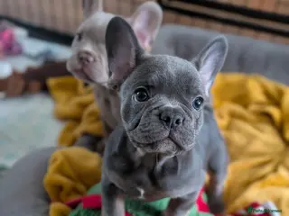 French Bulldog dogs Frenchbull dog puppy’s - Advert 10