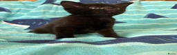 Mixed Breed cats for sale: Kittens, black and white - Advert 32