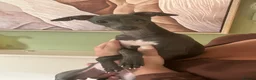 Italian Greyhound dogs for sale: Beautiful Italian Greyhound KC Puppy female  - Advert 2