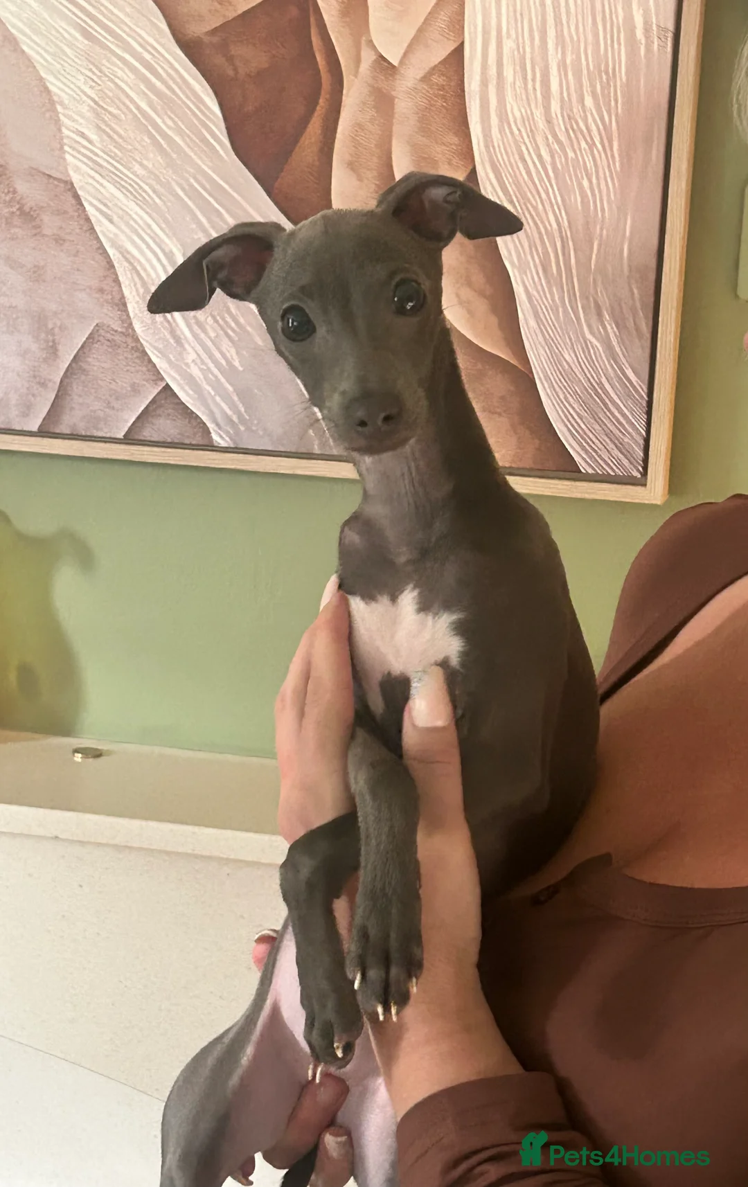 Italian Greyhound dogs for sale: Beautiful Italian Greyhound KC Puppy female  - Advert 2