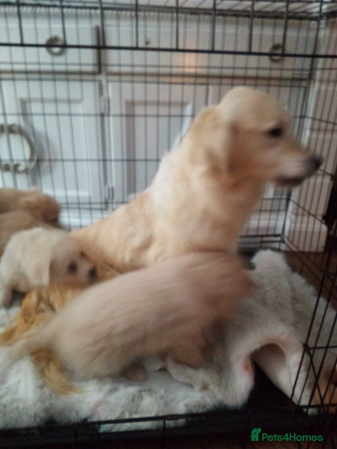 Golden Retriever dogs for sale: KC registered golden retrievers for sale  - Advert 7