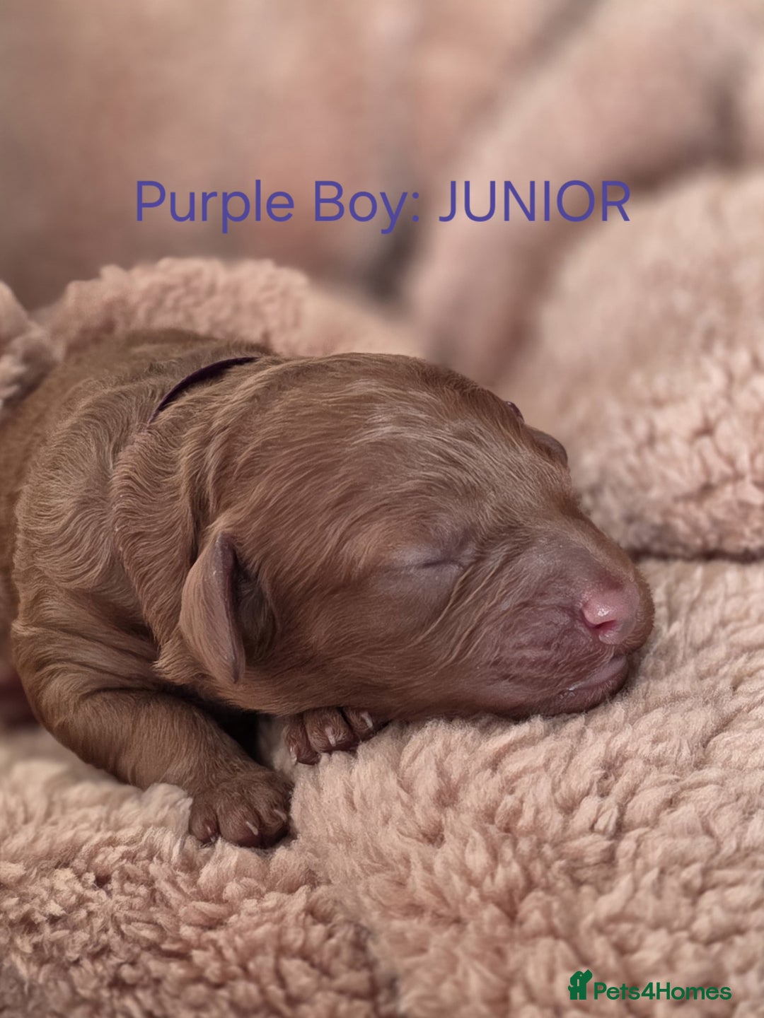 Cavapoo dogs for sale: Cavapoo's - Advert 8