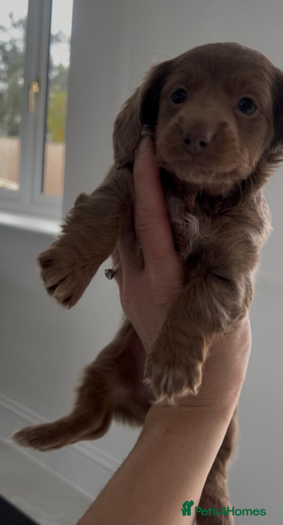 Miniature Dachshund dogs for sale: Stunning long haired miniature dachshund puppies - Image 3