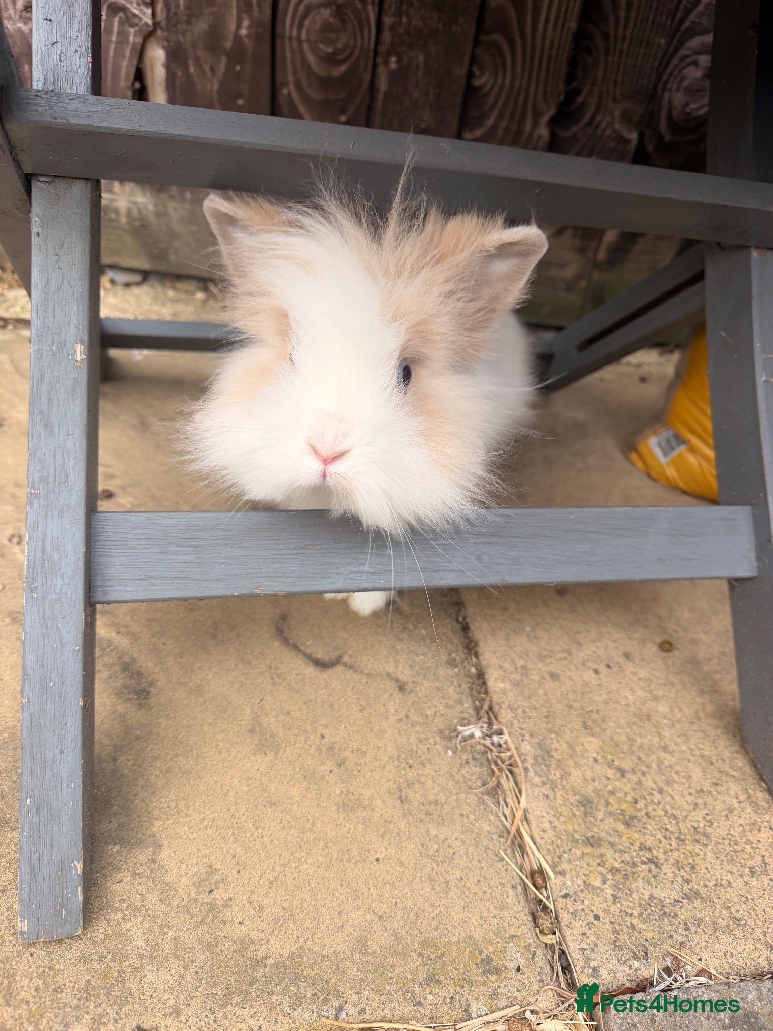 Lionhead rabbits Male lion head bunny free to a good home  - Advert 1