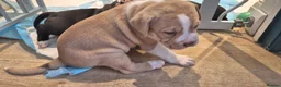 Mixed Breed dogs for sale: Beautiful Staffy x pups - friendly and healthy - Advert 7