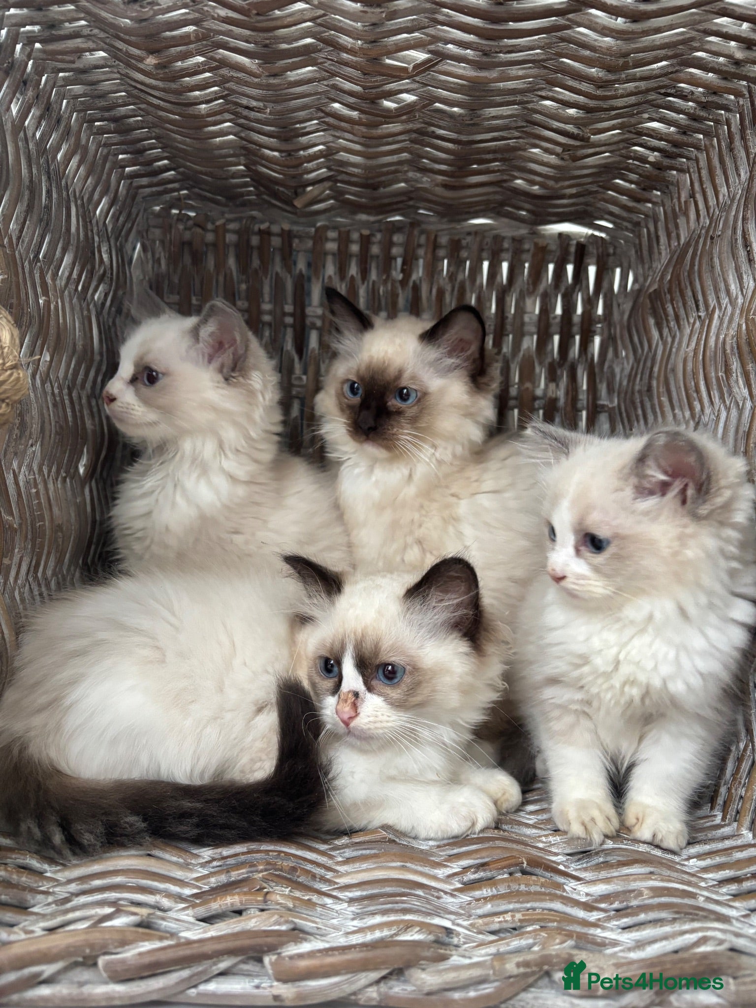 Ragdoll cats 🌟TICA🌟Champion Ragdoll🏆🏆🏆 - Advert 1