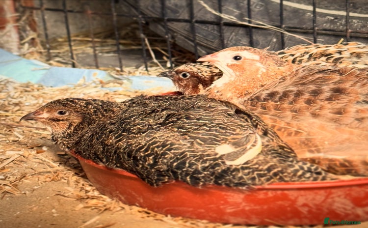 Quail poultry - Advert 1