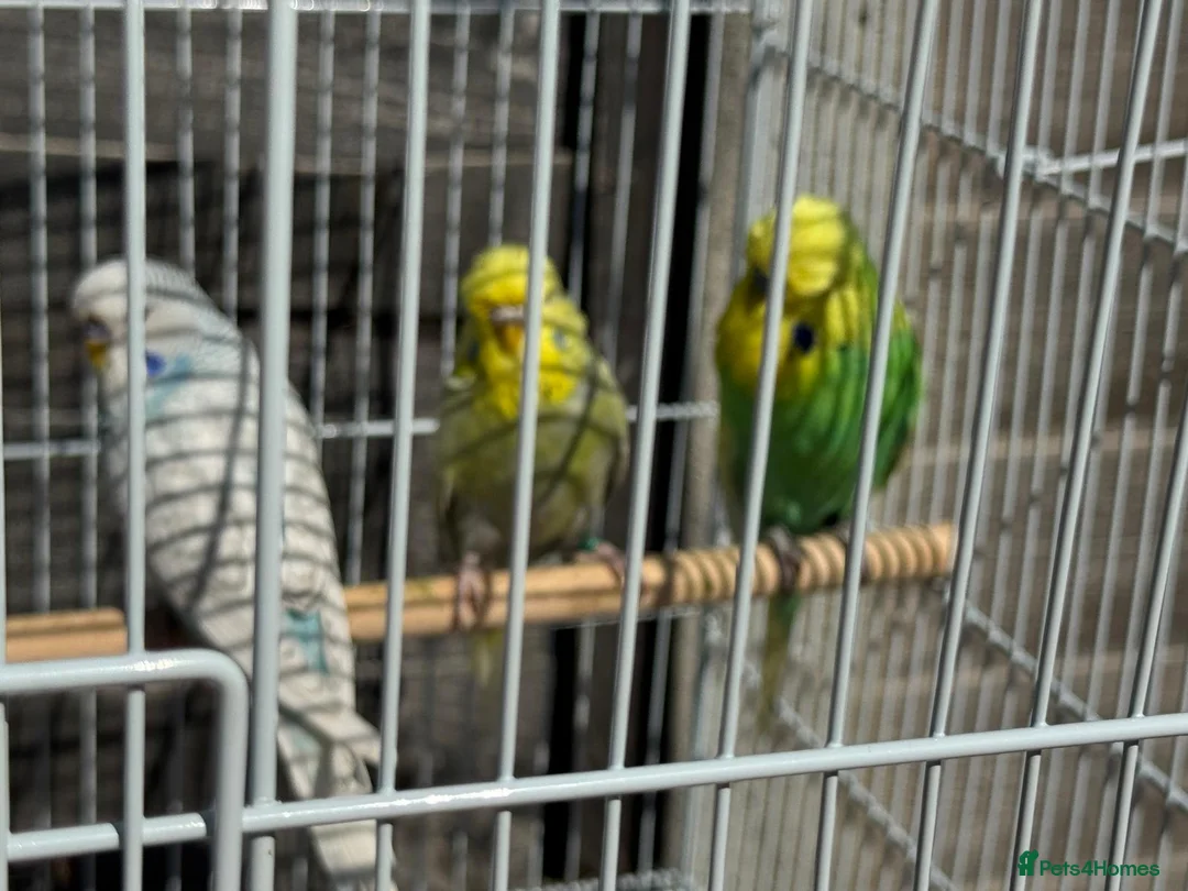 Budgerigars birds for sale: 10 Budgies - Advert 4