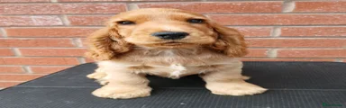 Cocker Spaniel 2