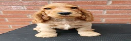 Cocker Spaniel dogs for sale: Show Type cocker puppies - Advert 3