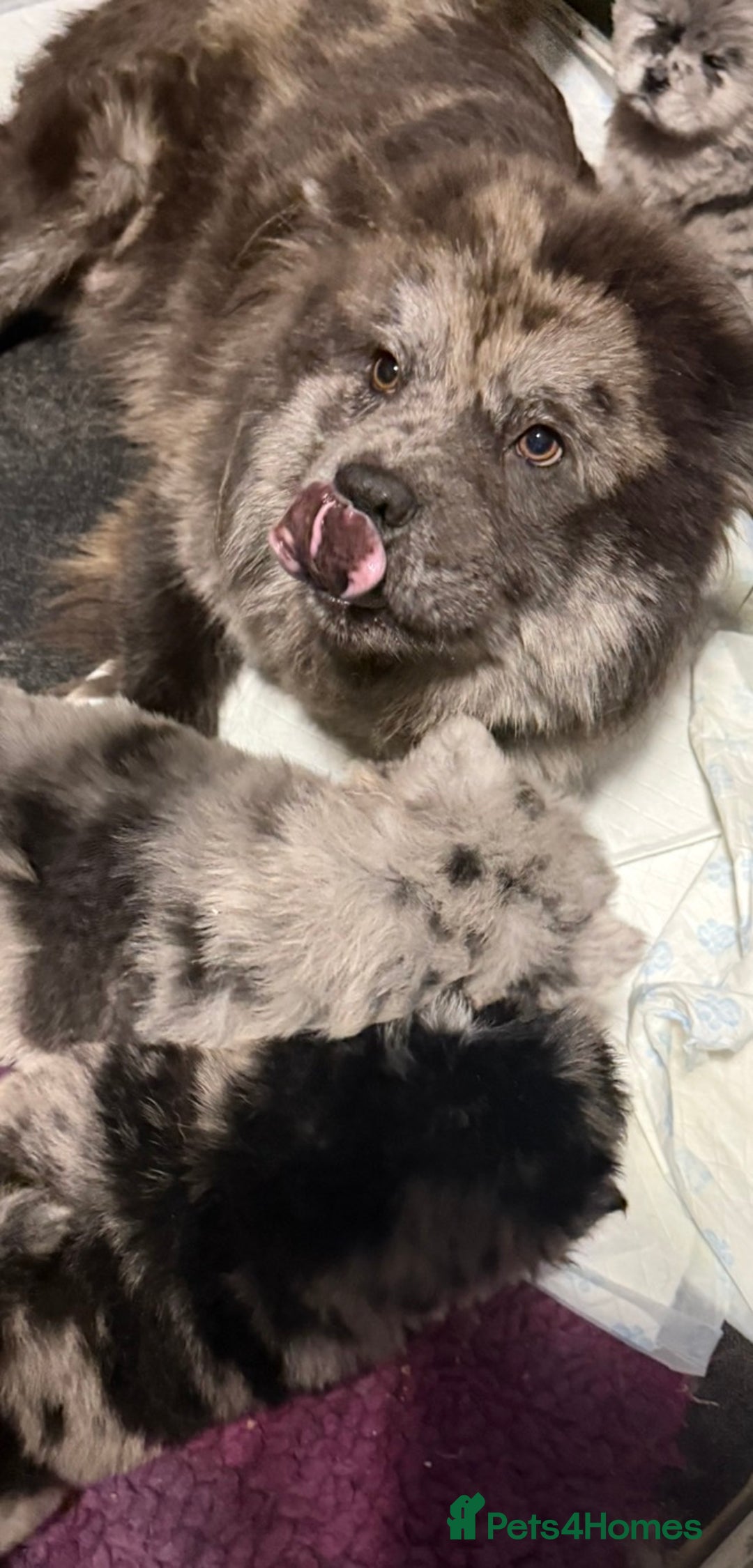 Chow Chow dogs for sale: American Blood Line Chow Chow Puppies  - Advert 30