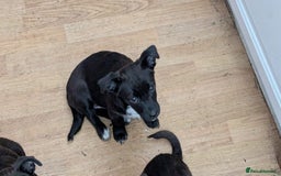 Mixed Breed dogs for sale: Last 3 mixed breed puppies available  - Image 11