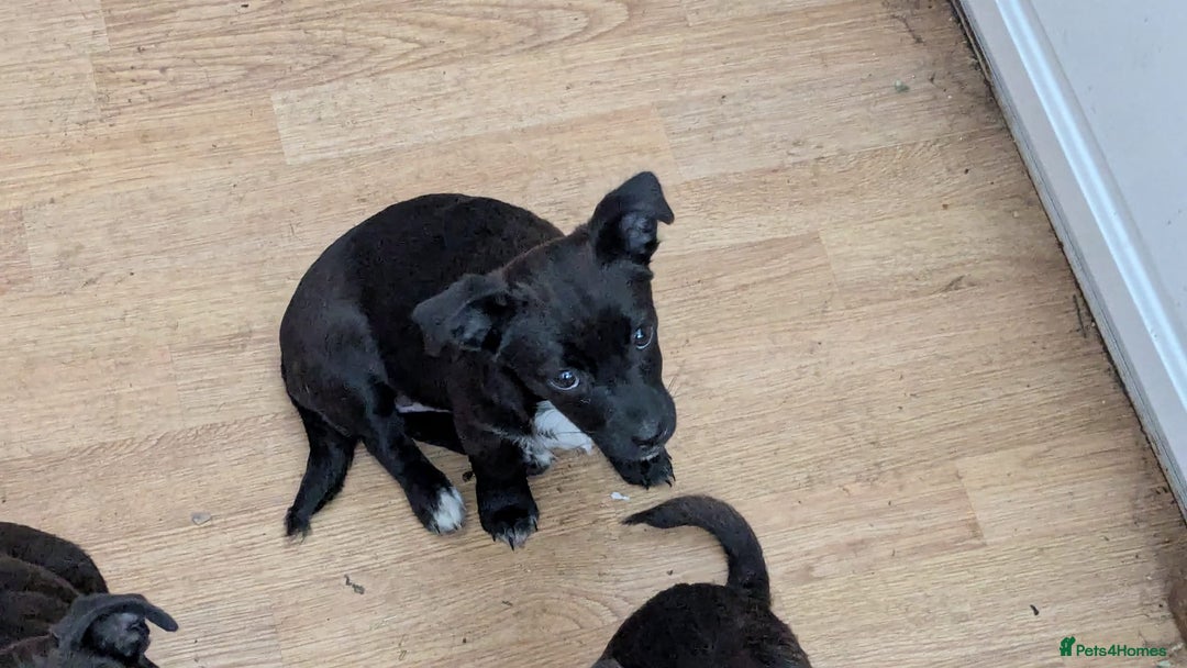 Mixed Breed dogs for sale: Last 3 mixed breed puppies available  - Image 11