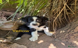 Mixed Breed dogs for sale: Border colllie/bearded collie pups  - Image 16
