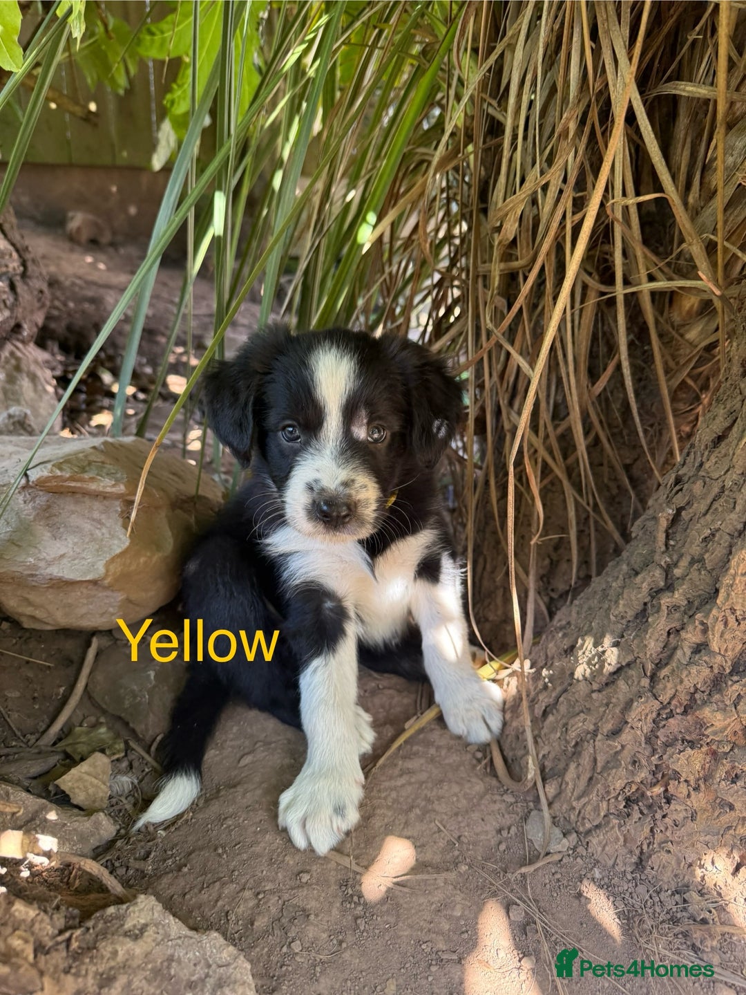 Mixed Breed dogs for sale: Border colllie/bearded collie pups  - Image 16