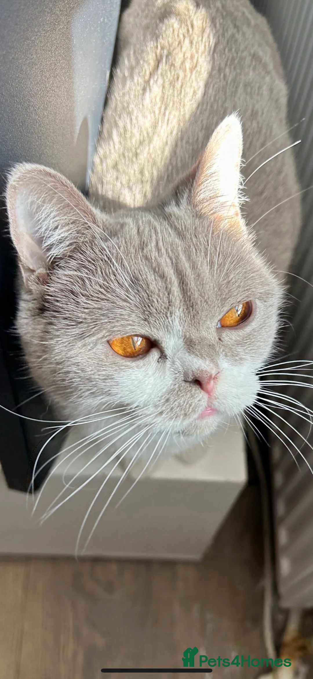 British Shorthair cats for sale: Female British Shorthair for sale  - Advert 3