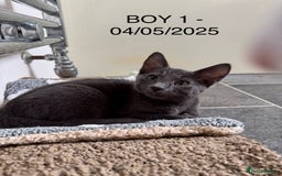 Domestic Shorthair cats for sale: x3 Beautiful and Playful Kittens - Image 2
