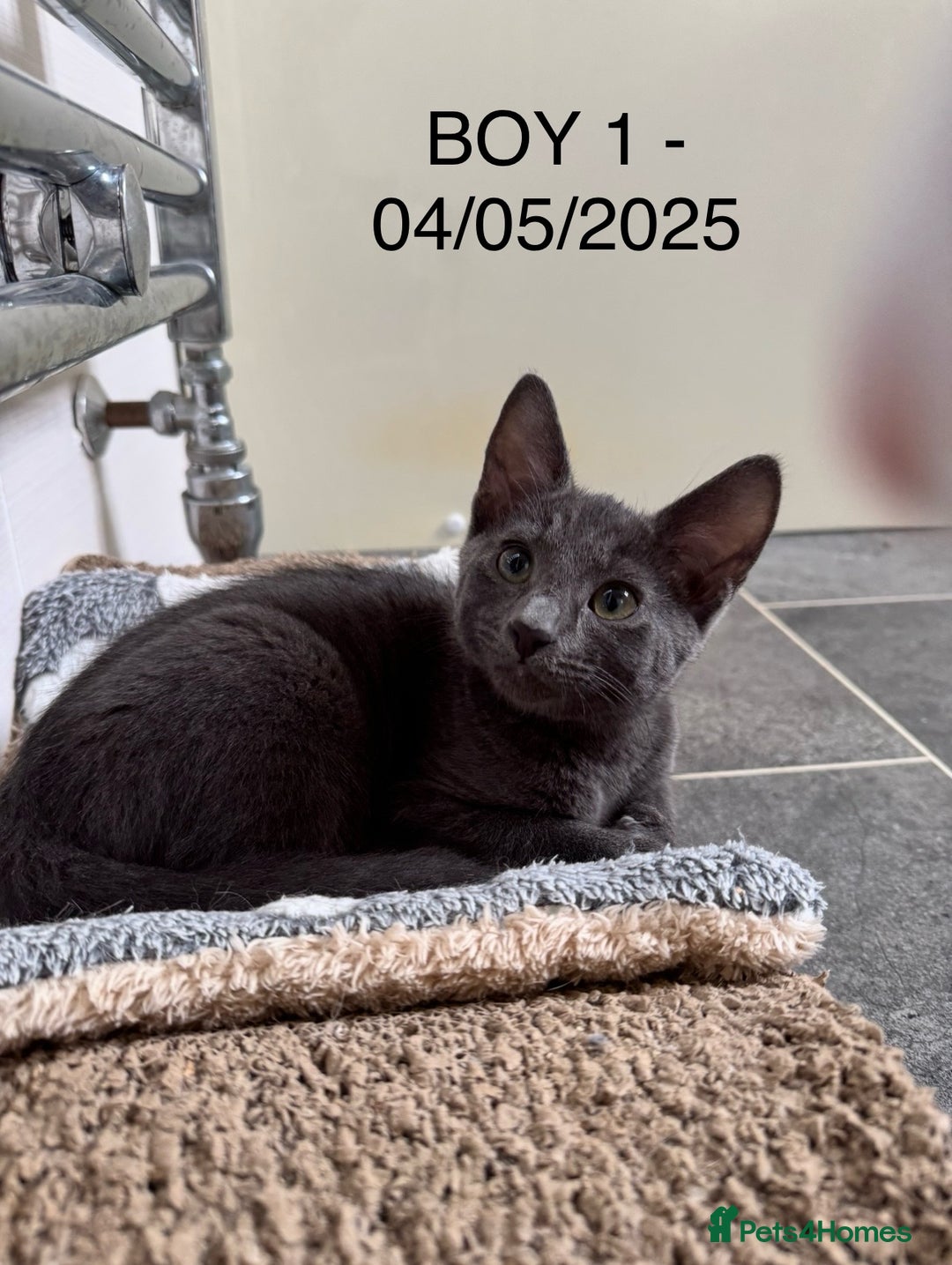 Domestic Shorthair cats for sale: x3 Beautiful and Playful Kittens - Image 2