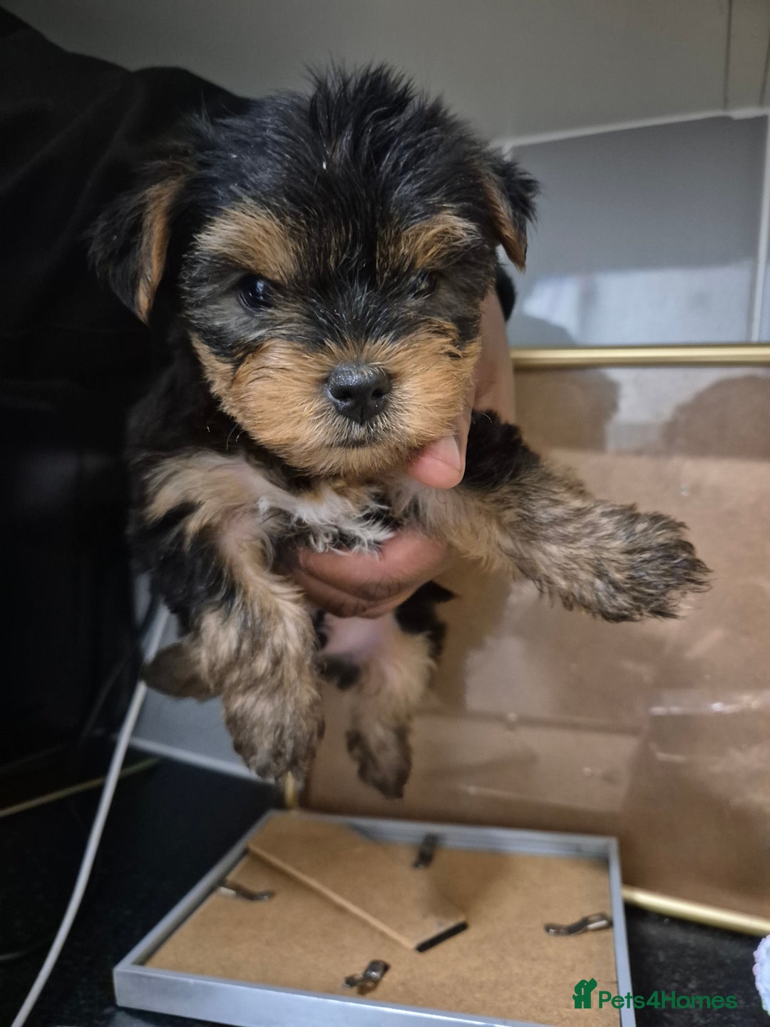 Yorkshire Terrier dogs for sale: 3 beautiful boy yorkies left - Image 5