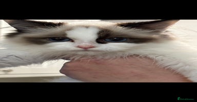 Ragdoll cats - Advert 2