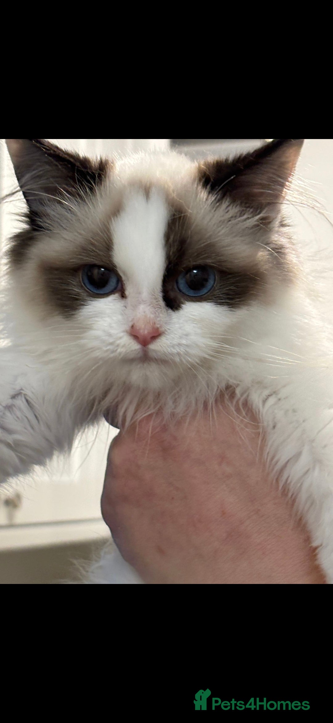 Ragdoll cats for sale: TICA REGISTERED RAGDOLL'S CHAMPION LINES. - Image 3