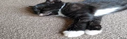 Mixed Breed cats for sale: Tobi and Poppy are looking for a new home - Advert 8