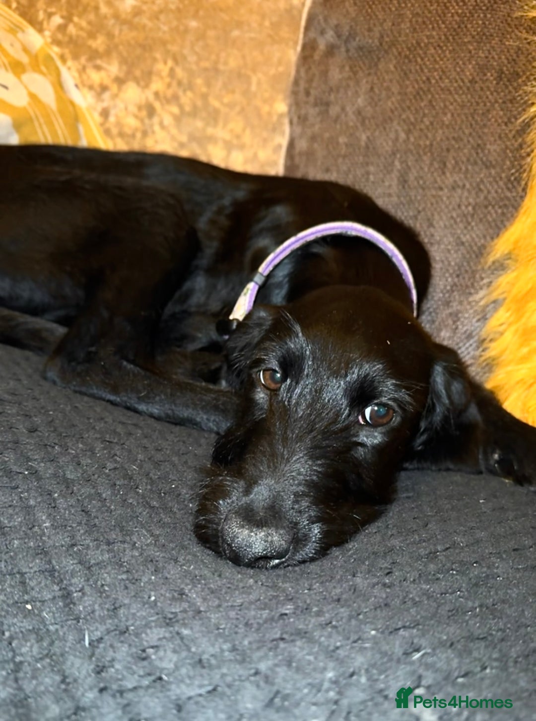 Mixed Breed dogs for sale: Female German Wirehaired Sprointer (11 Months) - Image 1