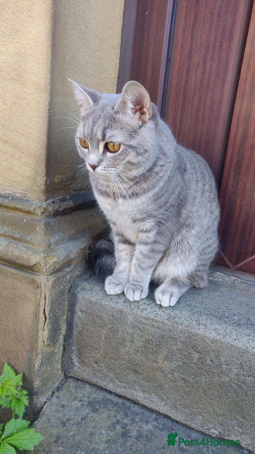 Mixed Breed cats Gorgeous Grey Tabby Cross Breed male  - Advert 1