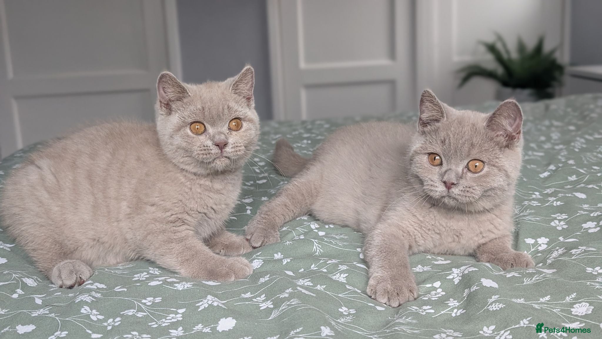 British Shorthair cats Ready Now 🐾❤️Last Kitten Remaining  - Advert 1