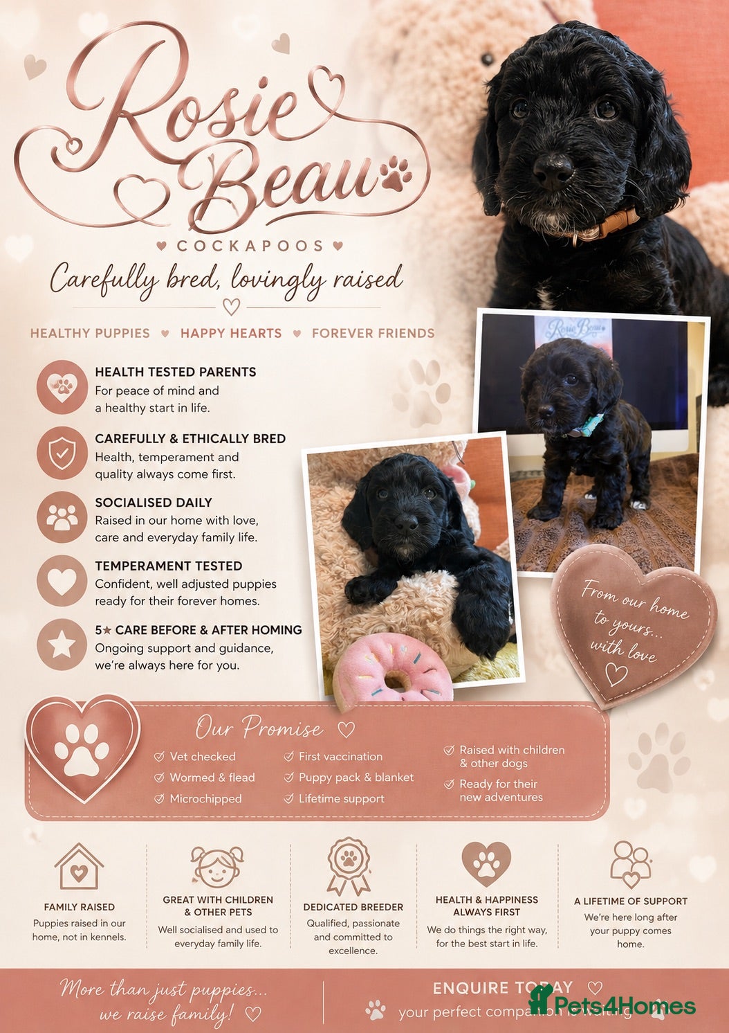 Cockapoo dogs Exceptional F1 Cockapoo Puppies - Advert 1