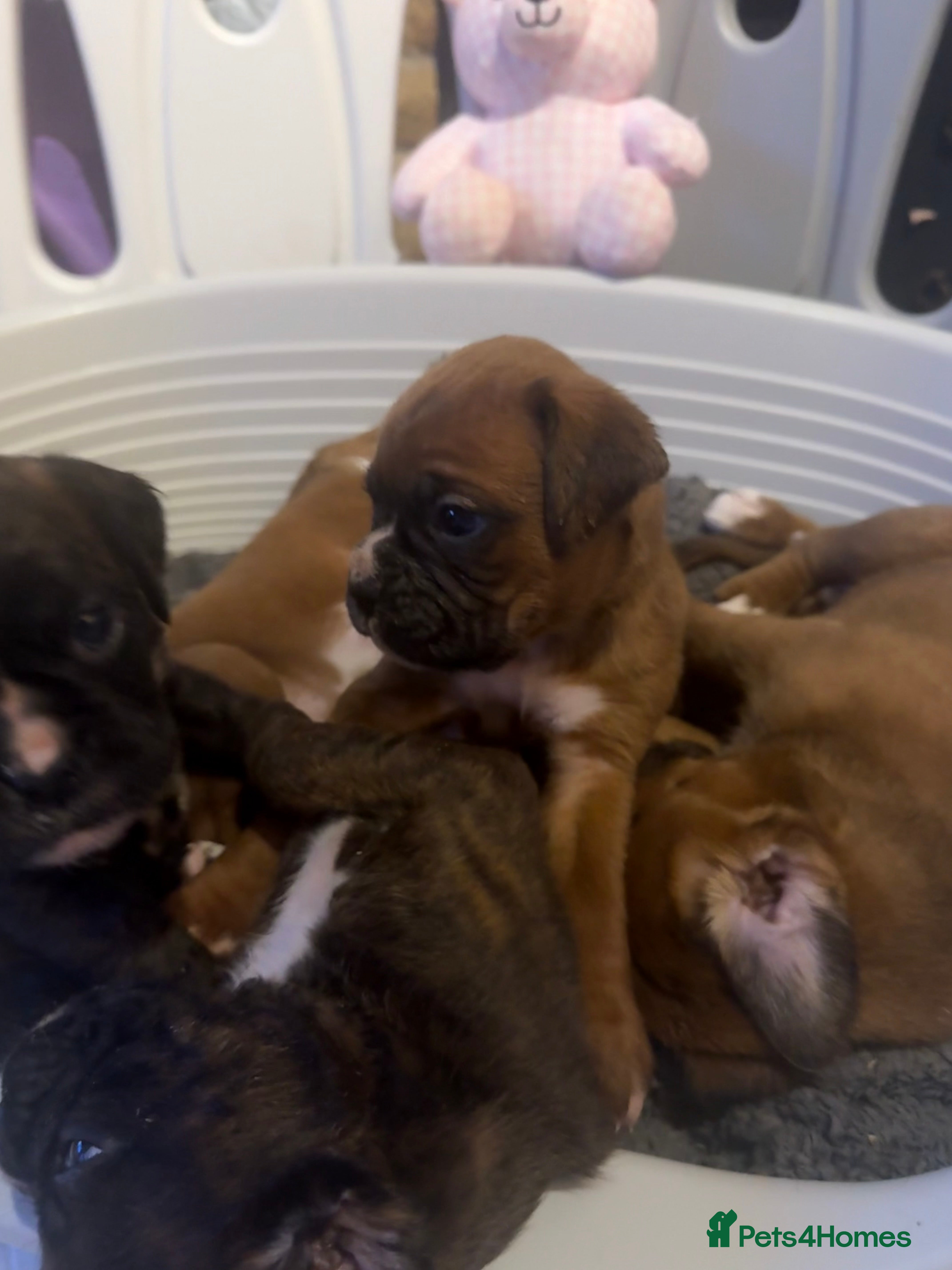Boxer dogs Beautiful litter of 6 Pedigree Boxer Puppies  - Advert 3