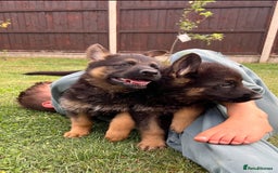German Shepherd dogs for sale: Outstanding KC german shepherd puppies - Image 6