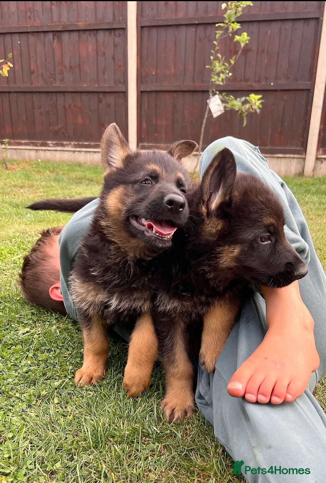 German Shepherd dogs for sale: Outstanding KC german shepherd puppies - Image 6