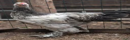 Chickens poultry for sale: Brahma Flock for Sale - Advert 7