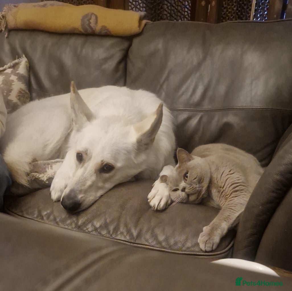 Mixed Breed dogs ❤️🐶 ROXY – SOMETIMES GOOD DOGS JUST NEED - Advert 2