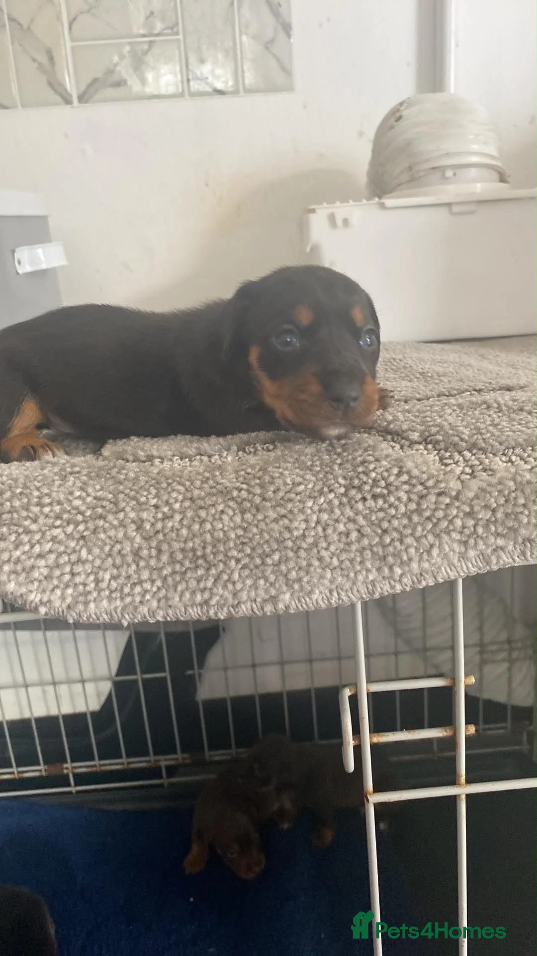 Jackshund dogs for sale: Jackshund puppies  in Dover - Advert 7