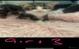 Mixed Breed cats for sale: Tabby and grey kittens  - Image 7