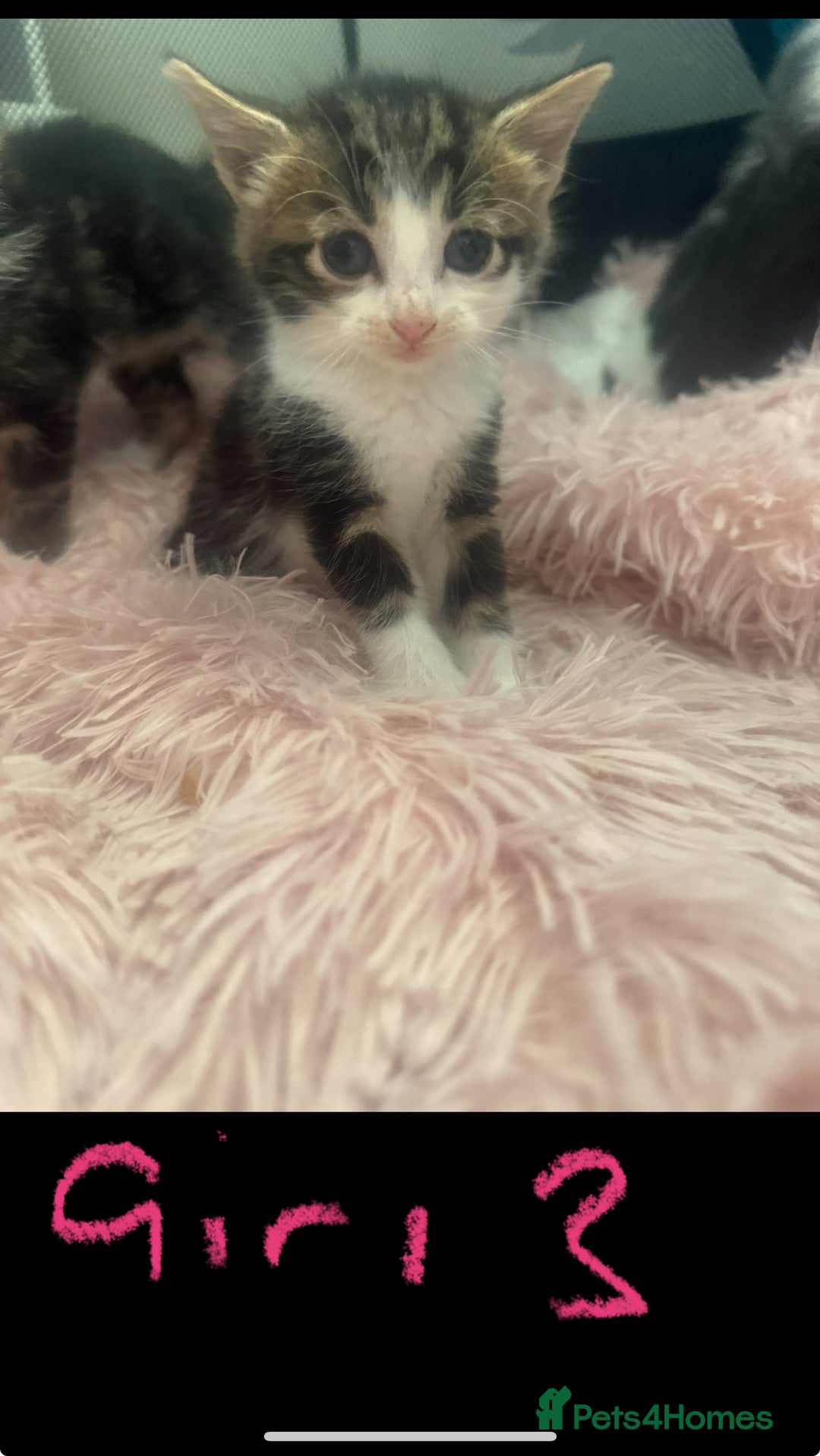 Mixed Breed cats for sale: Tabby and grey kittens  - Image 7